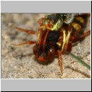 Nomada lathburiana - Wespenbiene 08c 10mm Paarung.jpg